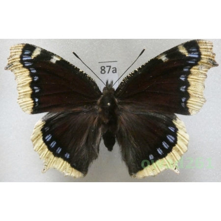 Nymphalis antiopa (Linnaeus, 1758) Czech87a